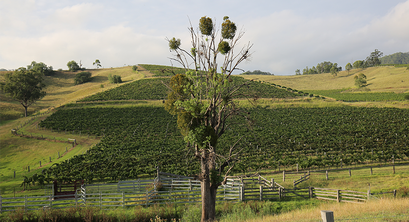 Eagles Rest The Old Hill Shiraz